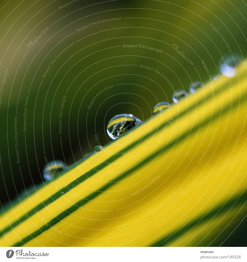 Brasilia Wassertropfen Regen nass feucht frisch kalt Morgen Herbst Sommer Frühling Jahreszeiten herbstlich gestreift gelb grün graphisch Sonnenlicht