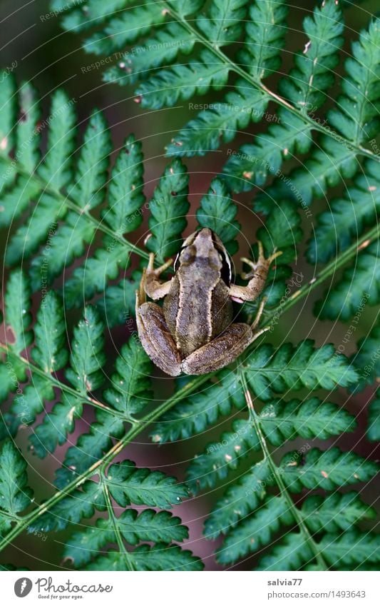 Geduldig Natur Pflanze Tier Sommer Farn Wald Wildtier Frosch Amphibie Lurch Grasfrosch Moorfrosch 1 sitzen warten oben braun grün achtsam Wachsamkeit geduldig