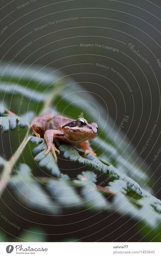 den Überblick behalten Umwelt Natur Pflanze Tier Farn Blatt Wildpflanze Wald Wildtier Frosch Grasfrosch Amphibie 1 beobachten Jagd krabbeln warten klein oben