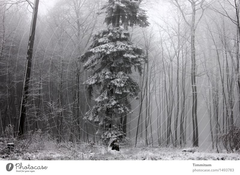 Merkwürden im Winterpelz... Natur Nebel Schnee Baum Wald stehen kalt grau weiß Einzelgänger Fichte Baumstamm kahl Farbfoto Gedeckte Farben Außenaufnahme