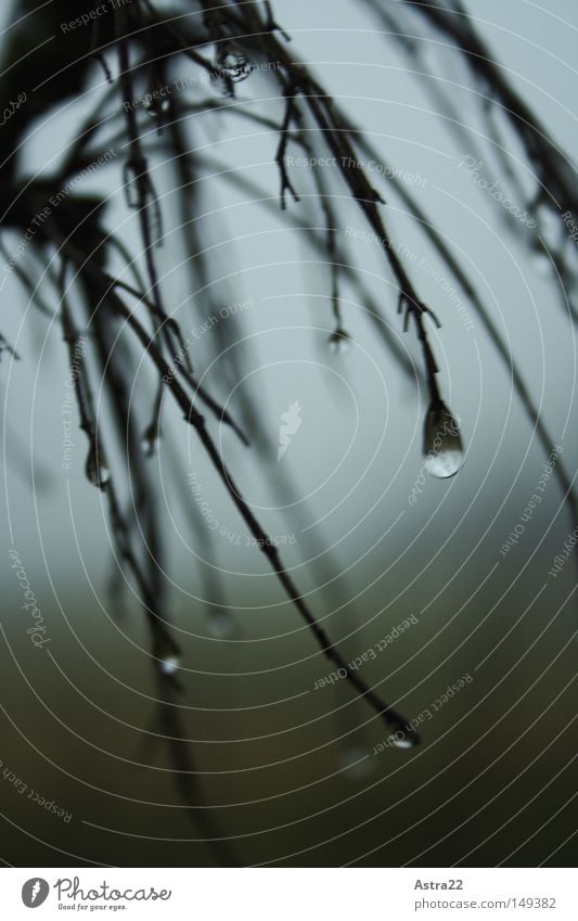 tropfenarme Winter Seil Pflanze Wasser Wassertropfen Herbst Nebel Regen Baum Sträucher Wiese Feld Holz Tropfen nass grün Weide Halterung pflanzenhalterung