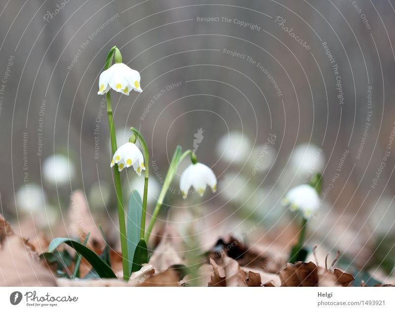 noch mehr Frühling... Umwelt Natur Pflanze Schönes Wetter Blume Blatt Blüte Wildpflanze Wald Blühend stehen dehydrieren Wachstum ästhetisch außergewöhnlich