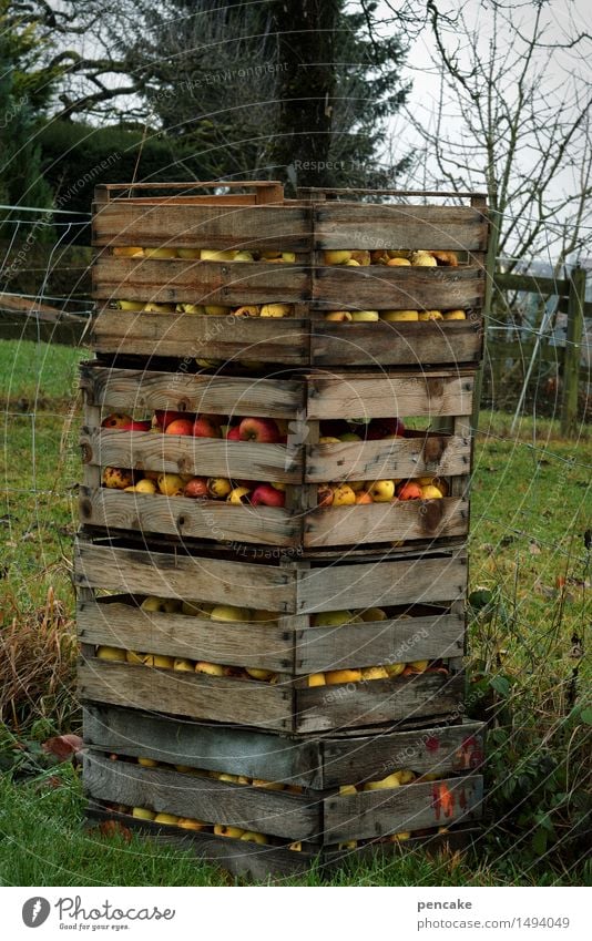 resterampe Lebensmittel Apfel Natur Herbst Garten authentisch natürlich sparsam Tradition Güterverkehr & Logistik Apfelernte Obstgarten Kiste Holzkiste Plantage