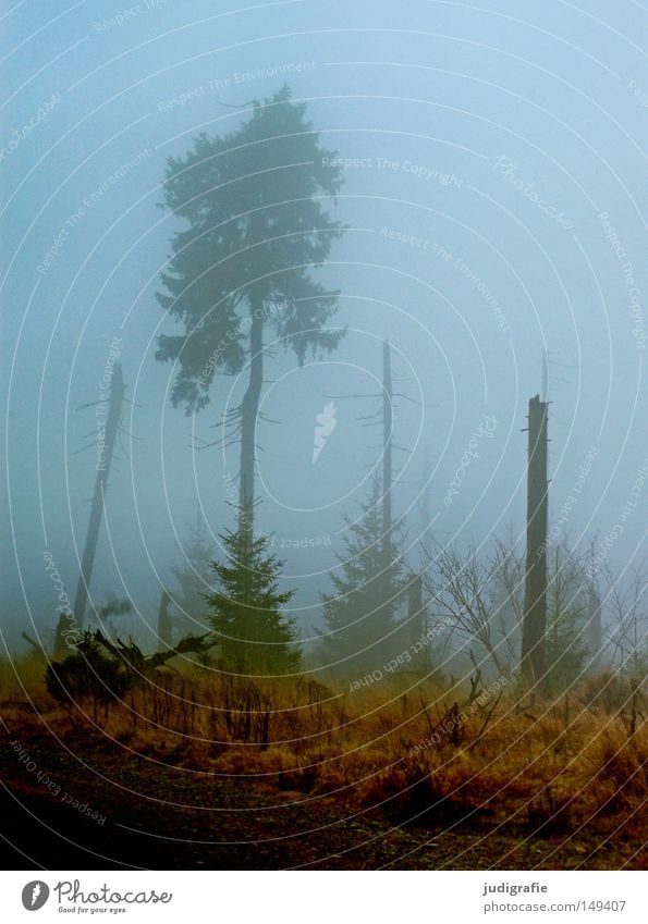 Dämmerung senkte sich von oben Wald Brocken Harz wandern Nebel Dunst Baum Baumsterben Waldsterben Natur Umwelt Herbst Winter kalt mystisch November