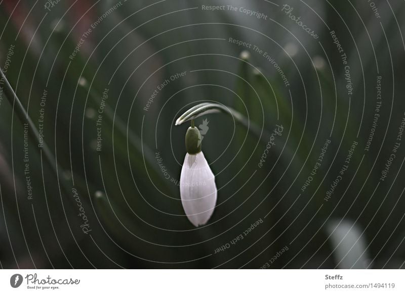 Vorbote des Frühlings Schneeglöckchen Frühblüher Frühlingsblume Frühlingserwachen März Naturerwachen Jungpflanze Blütenknospe Wildpflanze Jahreszeiten