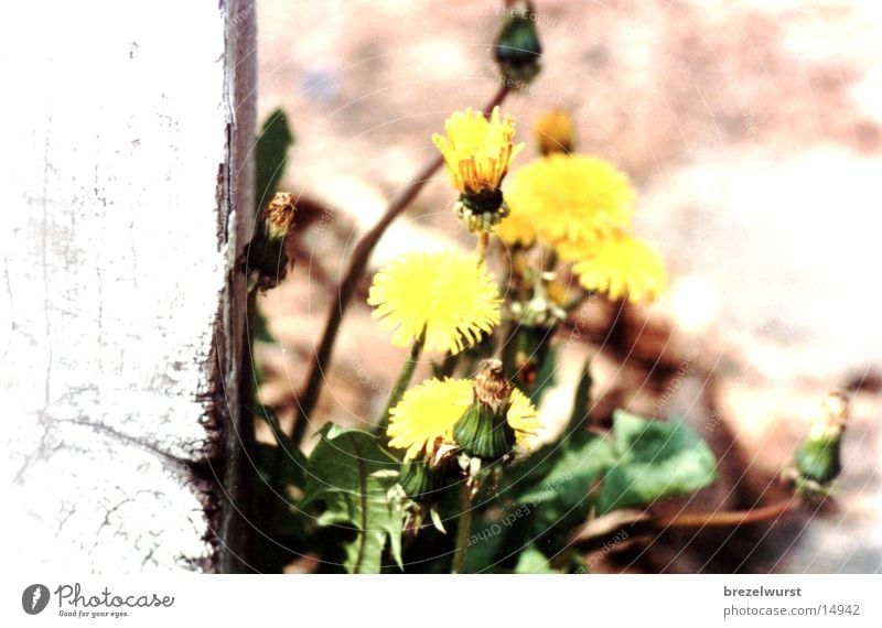 Löwenzahn gelb Blume Sträucher Unkraut