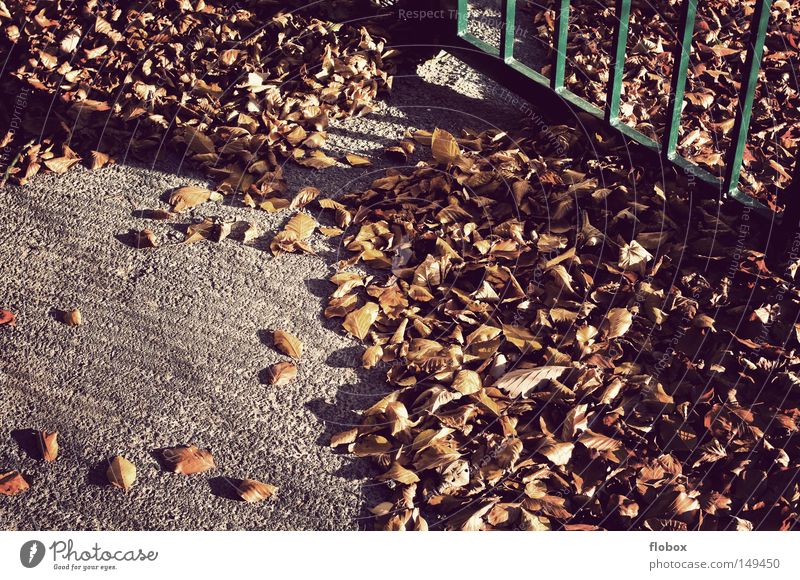 Vergessen Blatt Herbstlaub mehrfarbig Oktober November September gelb Herbstfärbung Ahornblatt Baum Haufen Anhäufung Hintergrundbild Jahreszeiten herbstlich