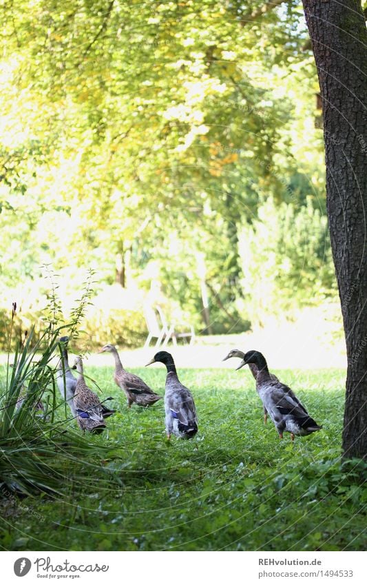 ente gut alles gut Natur Tier Wildtier Tiergruppe Umwelt Ente Vogel Garten Baum grün unterwegs Stimmung Zusammensein Hof Bauernhof Farbfoto Außenaufnahme Morgen