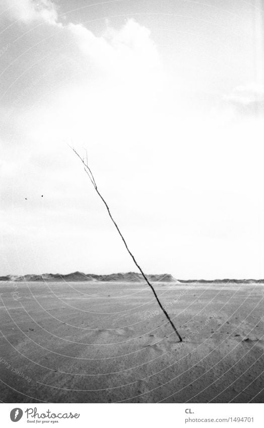 \ Ausflug Ferne Freiheit Strand Insel Umwelt Natur Landschaft Sand Himmel Wolken Klima Wetter Ast ruhig Neigung Schwarzweißfoto Außenaufnahme Menschenleer