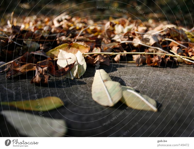 blätter.wald Blatt Baum herbstlich rot Haufen Herbst Jahreszeiten vertrocknet verdorrt trocken Natur niedlich Tiefenschärfe Stein kalt rau Idylle Wärme Schatten