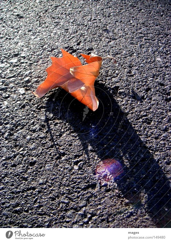 Blatt Herbst braun Abend Straße Asphalt Teer Reflexion & Spiegelung Schatten Licht welk Einsamkeit Makroaufnahme Nahaufnahme Spätherbst