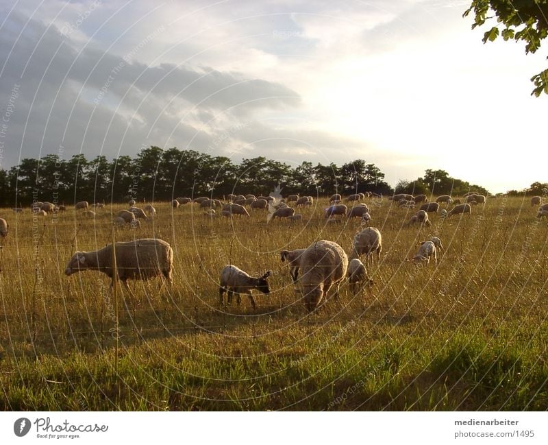 Schafe Herbst Wiese Sonne