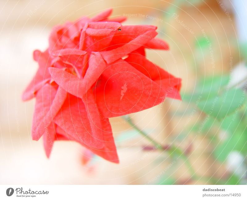 Rote Rosenblüte Blüte Blume rot