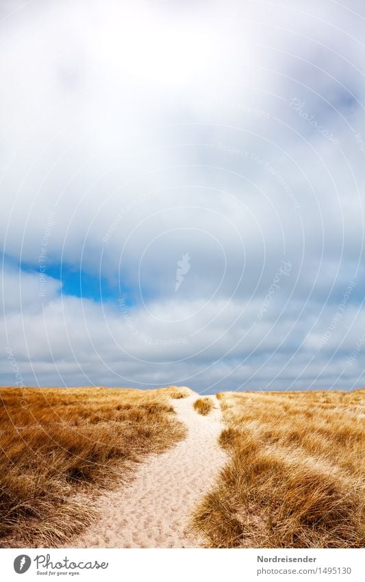 Weg in den Dünen Ferien & Urlaub & Reisen Meer Natur Landschaft Sand Himmel Wolken Sommer Schönes Wetter Wind Gras Nordsee Wege & Pfade wandern Duft ruhig