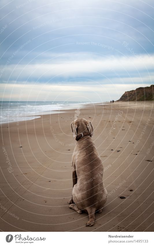 Warten.... Ferien & Urlaub & Reisen Ferne Meer Natur Landschaft Küste Strand Nordsee Tier Haustier Hund 1 sitzen warten blau braun Tierliebe Treue Verantwortung