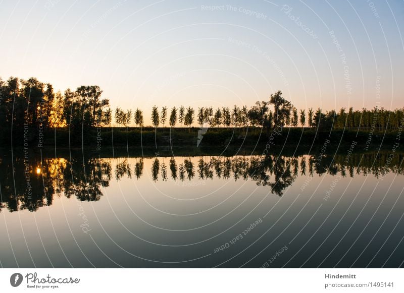 Am Po Umwelt Natur Landschaft Pflanze Luft Wasser Himmel Wolkenloser Himmel Sommer Schönes Wetter Wärme Baum Wald Flussufer Po-Delta stehen Bewegung