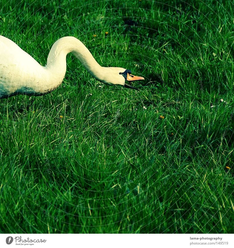 stromlinienförmige Futtersuche Schwan Höckerschwan Ente Gans laufen watscheln Wiese Gras elegant edel weiß herausstechend Tier Schnabel Fressen schnappen beißen