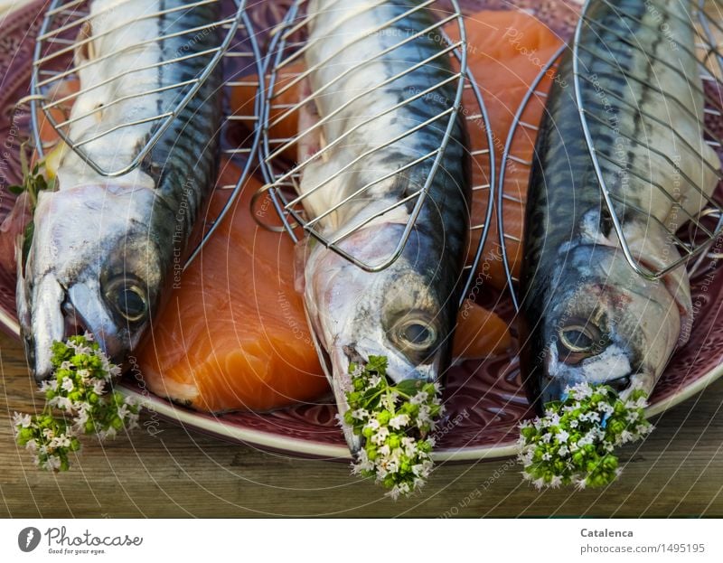 Makrelen Fisch Ernährung Slowfood Grillen Teller Grillbesteck Freude Gesundheit Gesunde Ernährung Leben Angeln Sommer Meer Wassersport Schwimmen & Baden "Angeln