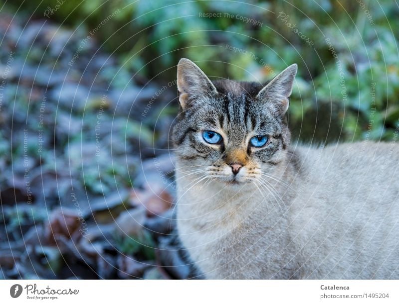 Blaublick, blauäugige Katze Natur Pflanze Tier Winter Schönes Wetter Eis Frost Gras Laub Garten Haustier Tiergesicht Fell Auge 1 fangen Fressen Jagd springen