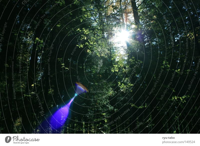 Mystica Wald Herbst Sonne Blende Baum Licht Bruch Beleuchtung schön traumhaft mystisch blau grün wundervoll Momentaufnahme