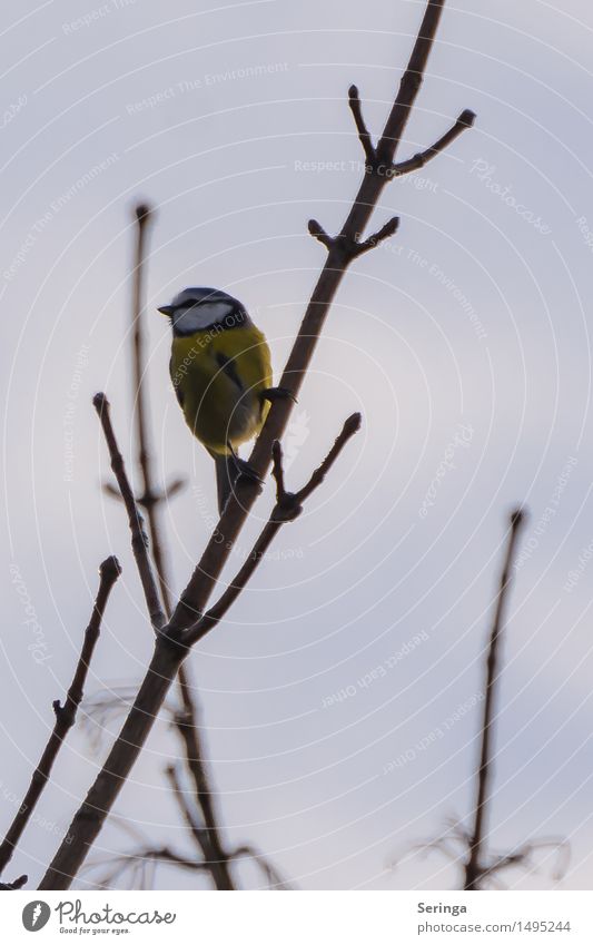 Kleine Blaumeise ganz oben Umwelt Natur Pflanze Tier Wolkenloser Himmel Winter Baum Park Vogel Tiergesicht Flügel 1 beobachten fliegen Blick Farbfoto mehrfarbig