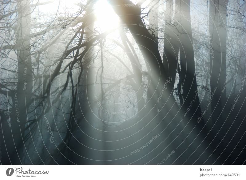 the mIst IV Natur Landschaft Herbst schlechtes Wetter Nebel Baum Wald dunkel gruselig kalt trist grau schwarz mystisch aufregend feucht September Oktober