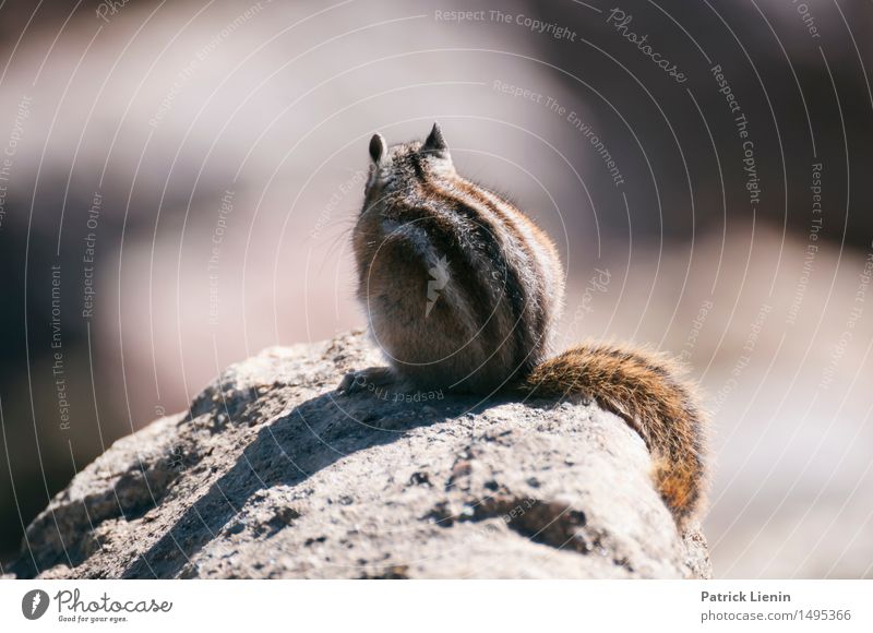 Streifenhörnchen schön Ferien & Urlaub & Reisen Abenteuer Berge u. Gebirge Natur Tier Felsen Wildtier 1 sitzen niedlich Rocky Mountains Nationalpark USA