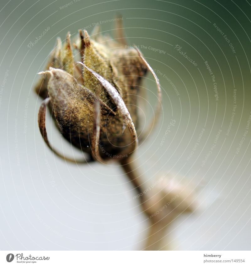 totensonntag Herbst Ast Pflanze Blatt Jahreszeiten Herbstfärbung grün Natur Blütenknospen Blattknospe Blühend Tod vergangen Vergänglichkeit trocken getrocknet