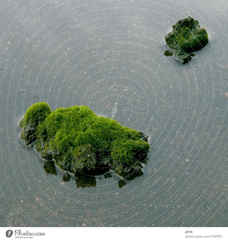 SEEgewohnheit See grün Meer klein Mikrofotografie Makroaufnahme Koloss Märchen lügen Planet Fehler Meinung Herbst Pflanze Natur groß Zwerg Urwald Klippe falsch