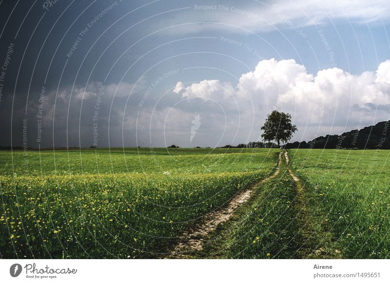 Un-Endlichkeit Himmel Wolken Gewitterwolken Unwetter Baum Gras Wiesenblume Feld Ebene Wege & Pfade Linie bedrohlich dunkel Ferne Unendlichkeit blau grün