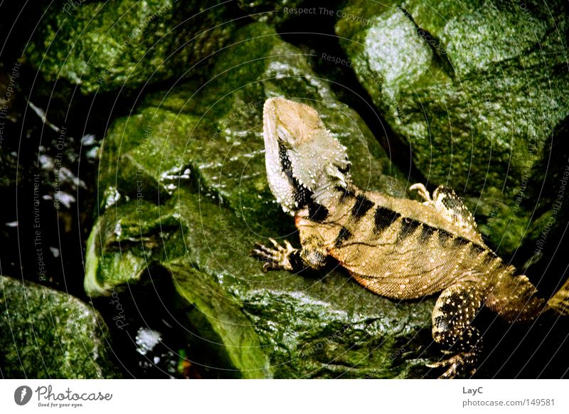 Echse Farbfoto Gedeckte Farben Innenaufnahme Detailaufnahme Strukturen & Formen Textfreiraum links Kunstlicht Kontrast Starke Tiefenschärfe Vogelperspektive