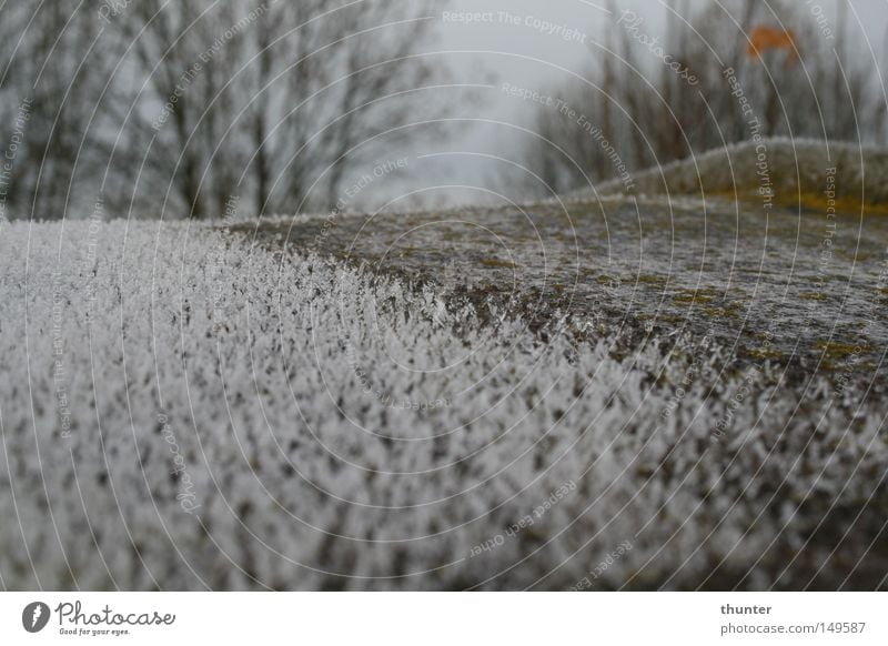 Vergänglichkeit Winter Winterwald Eisblumen Rost Frost Winterlicht Winterhimmel überwintern Baum Makroaufnahme Nahaufnahme kalt eisig Schafe Kälte Dach Bäume