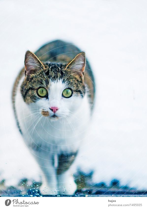 Katze am Fenster schön Haare & Frisuren Natur Tier Fell Haustier schwarz weiß Wachsamkeit Neugier Angst starrt Schnee süß Pussy Kopf Lebewesen neugierig