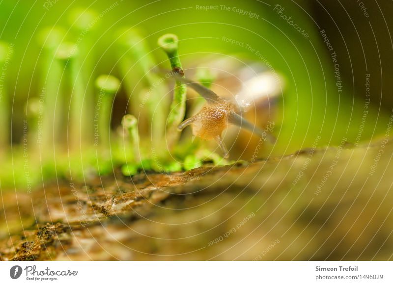 Zielstrebig Leben Freiheit Garten Natur Moos Pilz Wege & Pfade Tier Schnecke rennen wandern Ekel glänzend nass natürlich schleimig stark braun grün