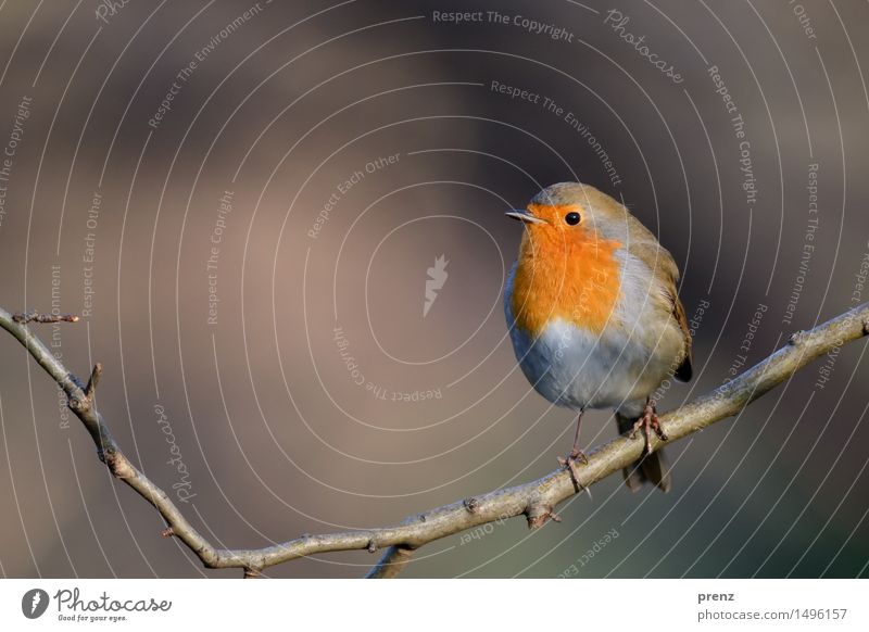 Rotkehlchen Umwelt Natur Tier Herbst Winter Schönes Wetter Baum Park Wildtier Vogel 1 schön braun rot sitzen Zweig Farbfoto Außenaufnahme Menschenleer