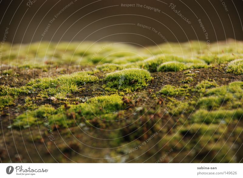 Moostag grün Dämmerung Mauer verfaulen vermodern Märchen Natur Pflanze Herbst Makroaufnahme Nahaufnahme verwachsen