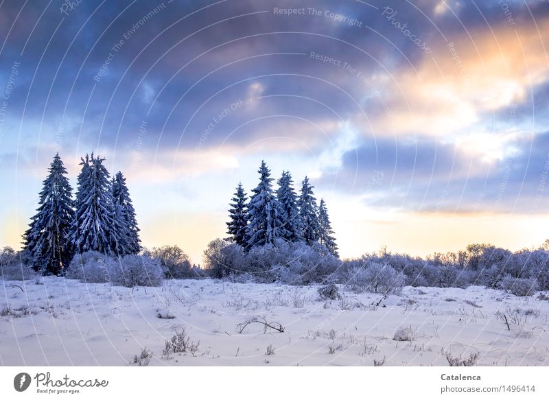 Tanneninseln im verschneitem Venn am Abend Ausflug Winter Schnee Winterurlaub wandern Skier Skilanglauf Loipe Landschaft Pflanze Erde Himmel Wolken