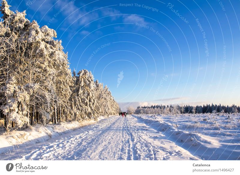 Vereistes Venn sportlich Skilanglauf Ausflug Winter Schnee maskulin androgyn Familie & Verwandtschaft Menschengruppe Natur Landschaft Pflanze Wolkenloser Himmel