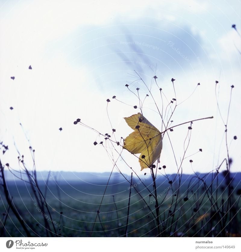 Hängenbleiber Wind Sturm Sträucher Winter Herbst Blatt Baum Mecklenburg-Vorpommern Heimat Feld Natur Ödland kahl Himmel Regen Wolken schlecht ungemütlich kalt