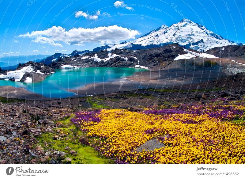 Wildblumen, die auf Berg Baker blühen Umwelt Natur Landschaft Pflanze Erde Luft Wasser Himmel Wolken Sonne Sonnenaufgang Sonnenuntergang Sonnenlicht Sommer