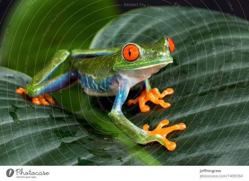 Rotäugiger Baum-Frosch auf Laub Natur Pflanze Tier Haustier Wildtier 1 Abenteuer einzigartig Freiheit schön Farbfoto Nahaufnahme Makroaufnahme Menschenleer Tag