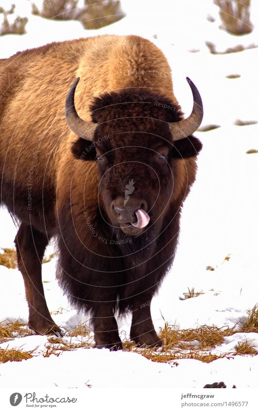 Amerikanischer Bison, Lecken mag es einfach Egal Natur Tier Gras Wildtier Tiergesicht 1 Fressen Ekel frech sauer braun weiß Farbfoto Außenaufnahme Menschenleer