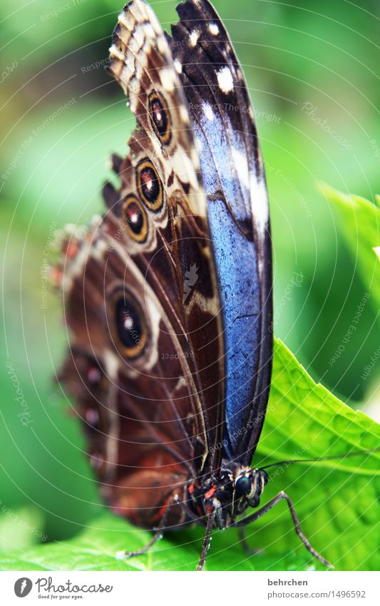 blau Natur Pflanze Tier Schönes Wetter Baum Blatt Garten Park Wiese Wildtier Schmetterling Tiergesicht Flügel blauer morphofalter 1 beobachten Erholung fliegen