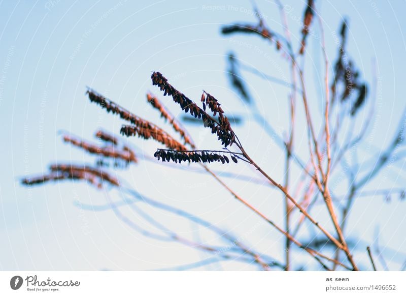 Gräser elegant Wellness harmonisch Erholung Dekoration & Verzierung Umwelt Natur Landschaft Pflanze Herbst Winter Klima Wind Gras Garten Park dehydrieren