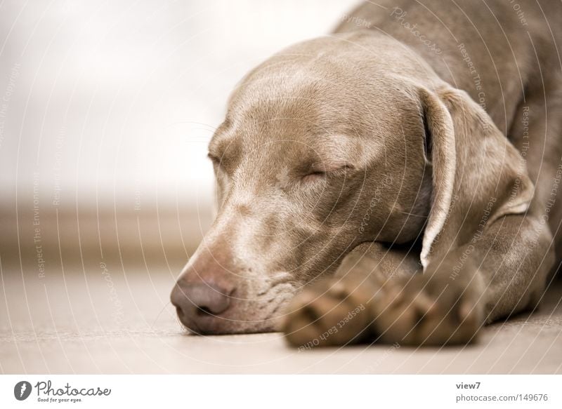 fauler Hund bequem schlafen Müdigkeit Halbschlaf Pfote Tiergesicht Fell Schnauze liegen geschlossene Augen Nase Kopf Weimaraner Welpe niedlich Vertrauen Ohr