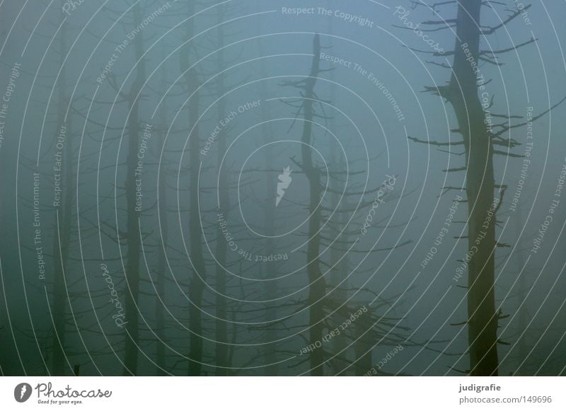 Dämmerung senkte sich von oben Wald Brocken Harz wandern Nebel Dunst Baum Baumsterben Waldsterben Natur Umwelt Herbst Winter kalt mystisch November