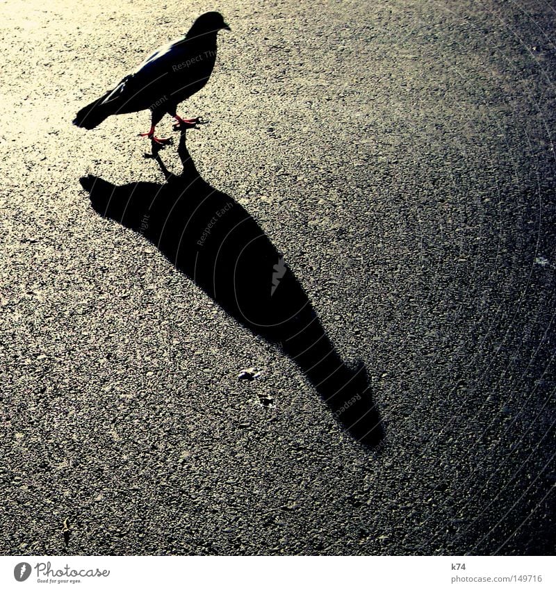 citybird Taube Gegenlicht Straße Teer Asphalt Licht Schatten Vogel Schnabel Feder Krallen Schattenseite Schattenspiel Silhouette