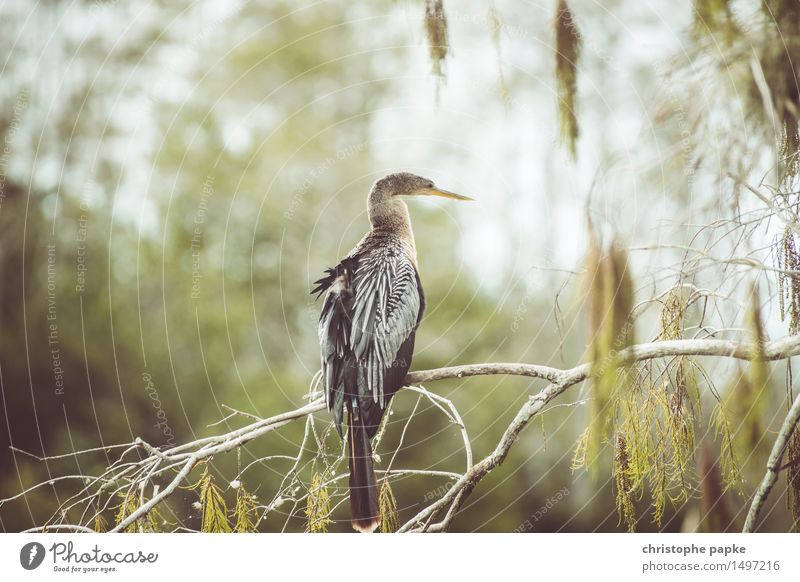 Birdie Ferien & Urlaub & Reisen Tourismus Ausflug Abenteuer Ferne Expedition Sommer Sommerurlaub Umwelt Natur Baum Wald Urwald USA Florida Everglades NP Tier