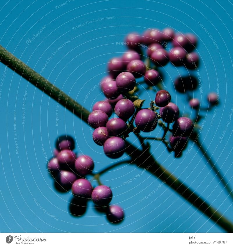 purple berries violett Beeren Sträucher Pflanze Himmel Hintergrundbild rein Ast Zweig Natur Park blau Herbst