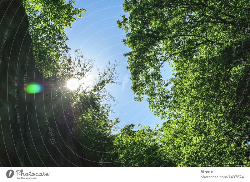 unten im Mühlsteinbruch Klettern Bergsteigen Landschaft Himmel Wolkenloser Himmel Sonne Sommer Baum Felsen Schlucht blau grün Hoffnung Glaube Überraschung